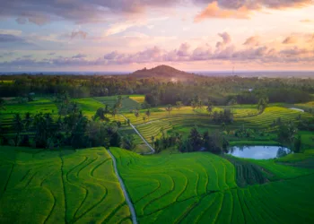 Rice field and mountain view in North Bengkulu Regency, South Sumatra, Indonesia
